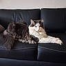 cat, fluffy, black_leather_couch, indoor, stretching, relaxed, pet, feline, white_wall, home, domestic_animal, long_hair, paw, resting, fur, living_room, animal, cute, comfortable, calm