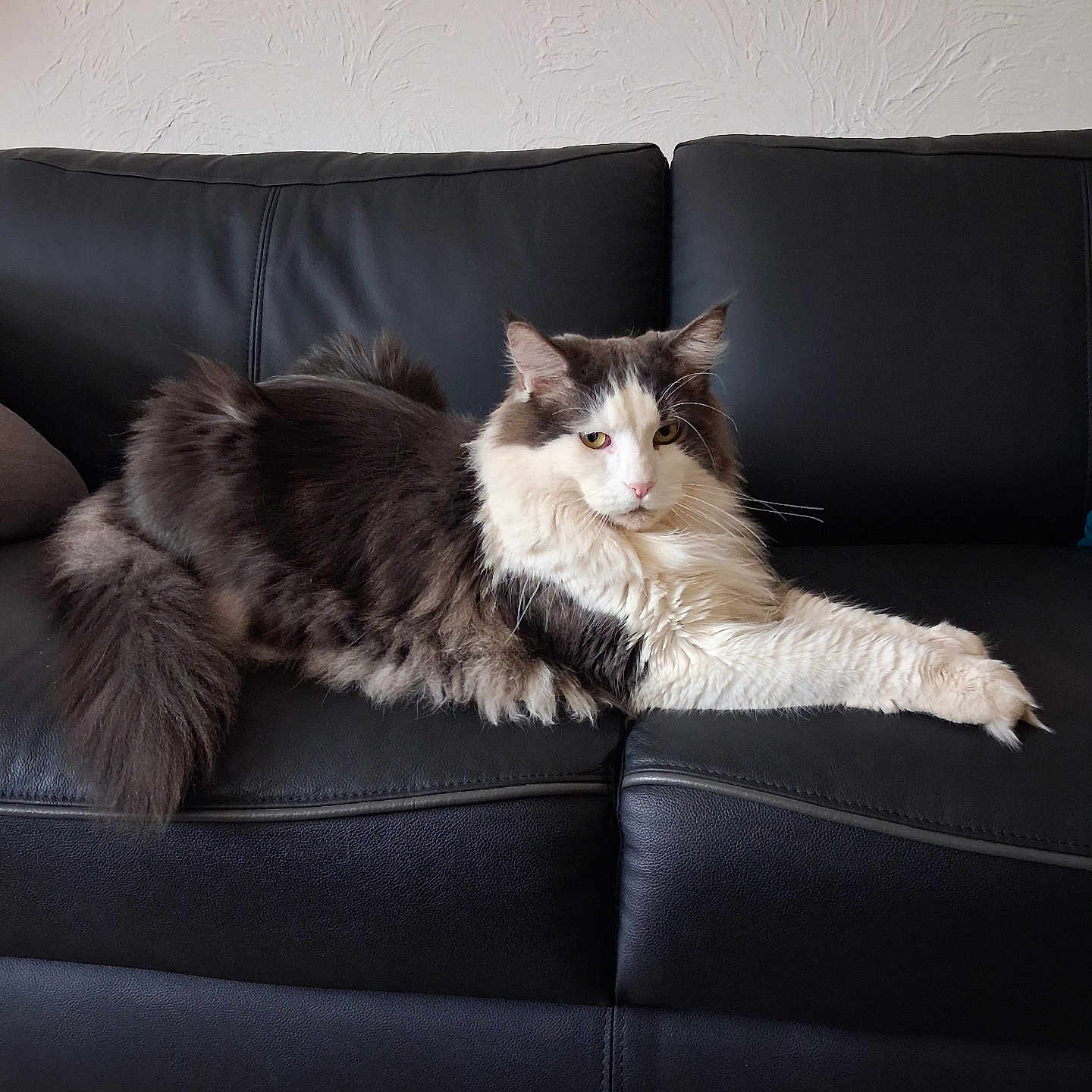Babou
