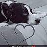 Railey a rejoint le concours — aidez-le/la à gagner de superbes lots ! dog, black_and_white, couch, pet, lying_down, heart_graphic, text_overlay, indoor, resting, canine, love, animal, companion, portrait, closeup, monochrome, relaxed, cute, snout, fur