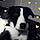 Railey