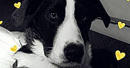 Railey a rejoint le concours — aidez-le/la à gagner de superbes lots ! dog, black_and_white, indoor, pet, canine, heart_overlay, laying_down, cute, animal, companion, relaxed, portrait, furry, cute_pet, domestic_animal, friendly, close_up, resting, adorable, love