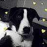 dog, black_and_white, indoor, pet, canine, heart_overlay, laying_down, cute, animal, companion, relaxed, portrait, furry, cute_pet, domestic_animal, friendly, close_up, resting, adorable, love