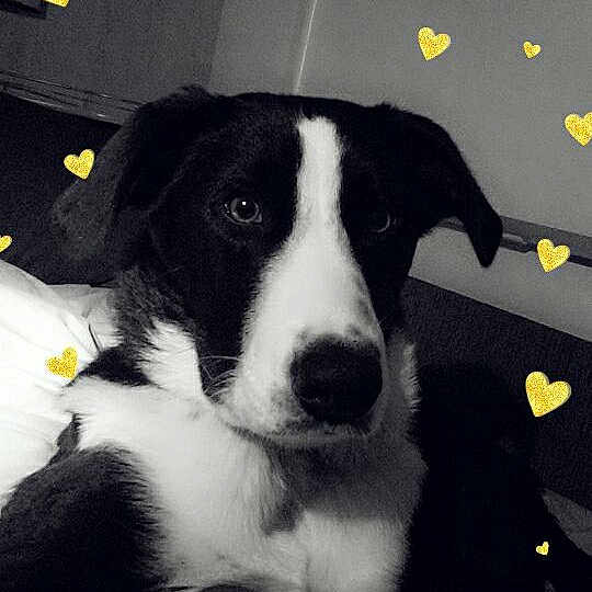 Railey a rejoint le concours — aidez-le/la à gagner de superbes lots ! dog, black_and_white, indoor, pet, canine, heart_overlay, laying_down, cute, animal, companion, relaxed, portrait, furry, cute_pet, domestic_animal, friendly, close_up, resting, adorable, love