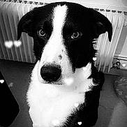 Railey participe au concours pour gagner de l'argent avec cette photo : dog, black_and_white, indoor, radiator, bag, heart_shapes, pet, animal, floor, window, portrait, looking_at_camera, monochrome, cute, canine, domestic, fur, ears, nose, expression