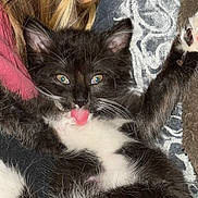 Kitt joined the competition — help win amazing prizes! animal, black_and_white, blanket, cat, closeup, cozy, cute, feline, fur, indoor, kitten, lying_down, paw, pet, playful, resting, soft, tongue_out, whiskers, young