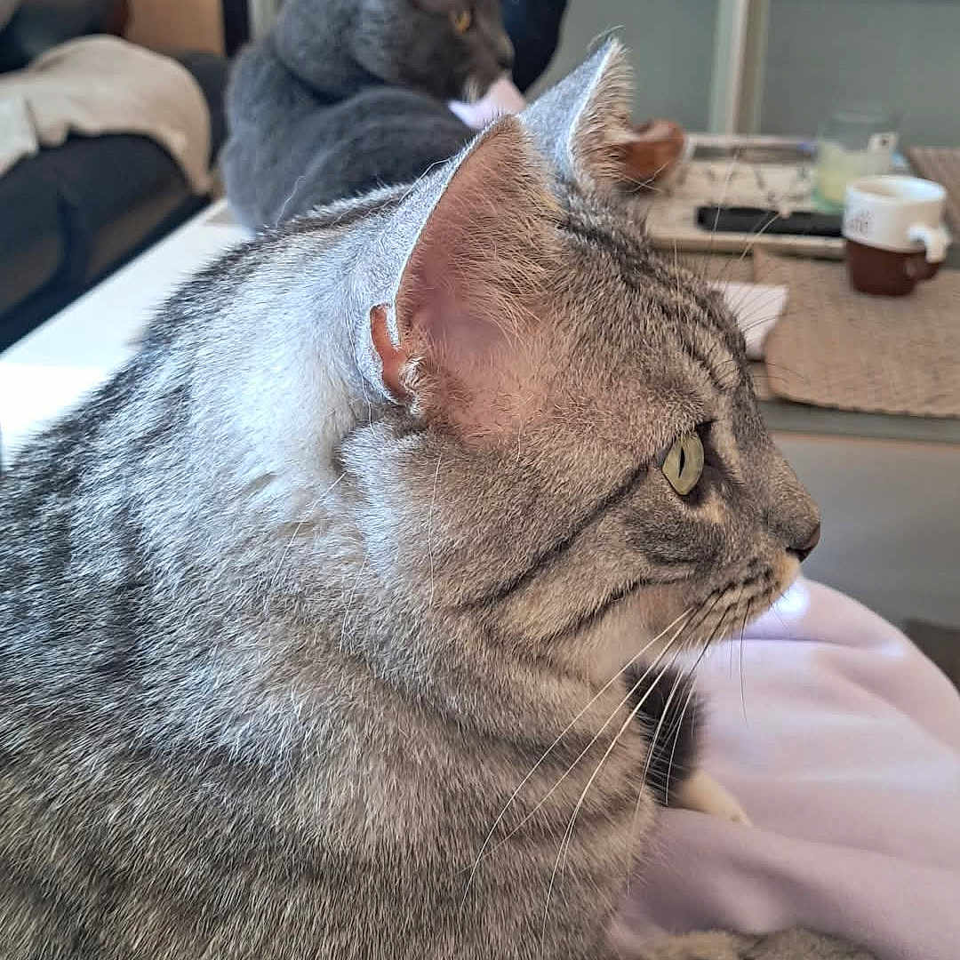 Biskot a rejoint le concours — aidez-le/la à gagner de superbes lots ! animal, blanket, cat, closeup, companion, cozy, domestic_animal, feline, fur, gray_cat, indoor, living_room, mammal, pet, relaxing, resting, sofa, tabby, television, whiskers