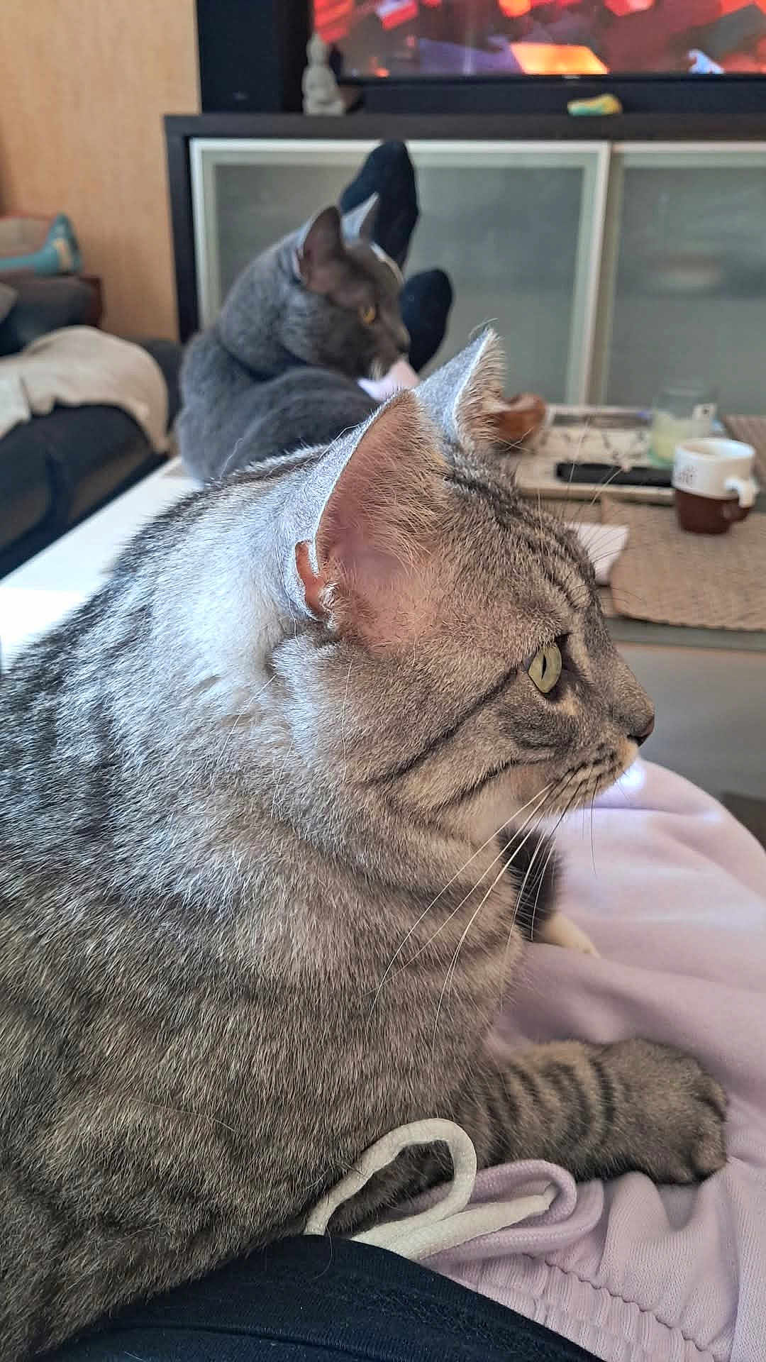 Biskot a rejoint le concours — aidez-le/la à gagner de superbes lots ! animal, blanket, cat, closeup, companion, cozy, domestic_animal, feline, fur, gray_cat, indoor, living_room, mammal, pet, relaxing, resting, sofa, tabby, television, whiskers