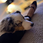 Anaïa a rejoint le concours — aidez-le/la à gagner de superbes lots ! australian_shepherd, bokeh, carpet, closeup, cozy, dog, fur, home_interior, human_leg, indoor, muzzle, paw, pet, portrait, relaxation, rug, shallow_depth_of_field, shoe, sleeping, television