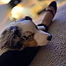 australian_shepherd, bokeh, carpet, closeup, cozy, dog, fur, home_interior, human_leg, indoor, muzzle, paw, pet, portrait, relaxation, rug, shallow_depth_of_field, shoe, sleeping, television