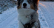 Anaïa participe au concours pour gagner de l'argent avec cette photo : australian_shepherd, blue_eyes, clouds, dog, field, footprints, fur, golden_hour, harness, landscape, outdoor, path, paws, portrait, scenic, sitting, sky, snow, sunset, winter