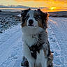 australian_shepherd, blue_eyes, clouds, dog, field, footprints, fur, golden_hour, harness, landscape, outdoor, path, paws, portrait, scenic, sitting, sky, snow, sunset, winter