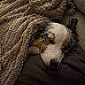Anaïa a rejoint le concours — aidez-le/la à gagner de superbes lots ! beige, blanket, closed_eyes, couch, cozy, dog, domestic_animal, fur, home, indoor, muzzle, nap, pet, pillow, portrait, relaxed, resting, sleeping_dog, soft_lighting, textured_blanket