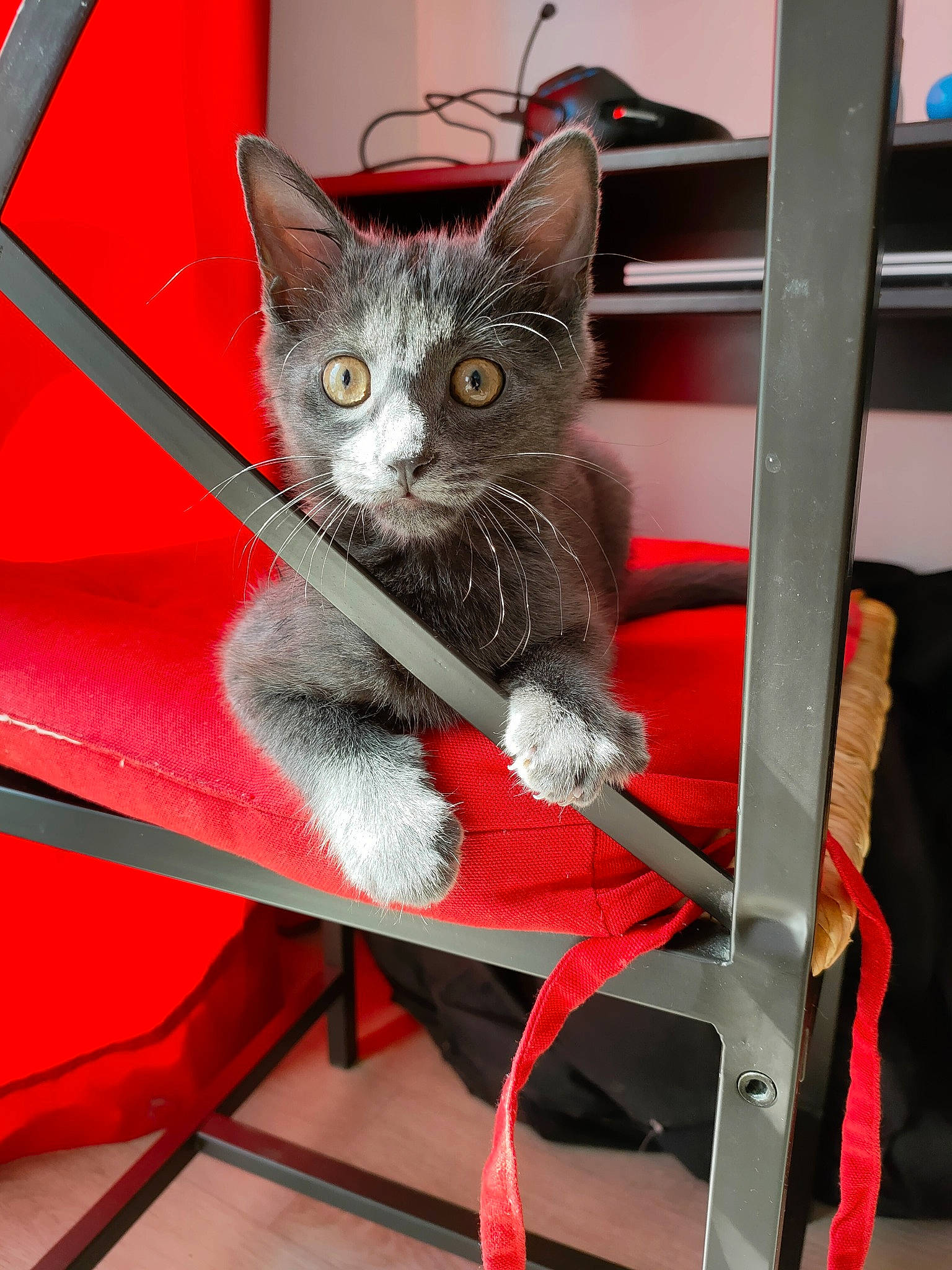 Gizmo a rejoint le concours — aidez-le/la à gagner de superbes lots ! automotive_tire, automotive_wheel_system, carmine, carnivore, cat, cat_furniture, cat_supply, chair, domestic_short_haired_cat, felidae, fur, grey, metal, pet_supply, shelf, small_to_medium_sized_cats, snout, spoke, tail, whiskers