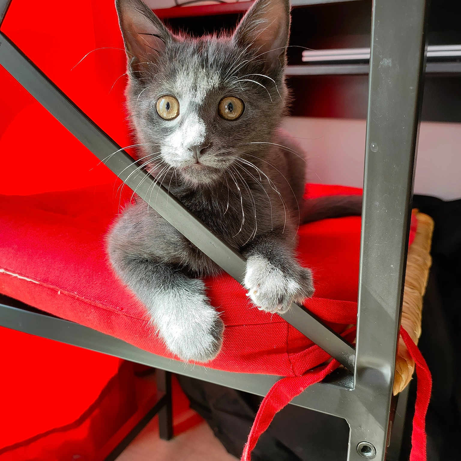 Gizmo
