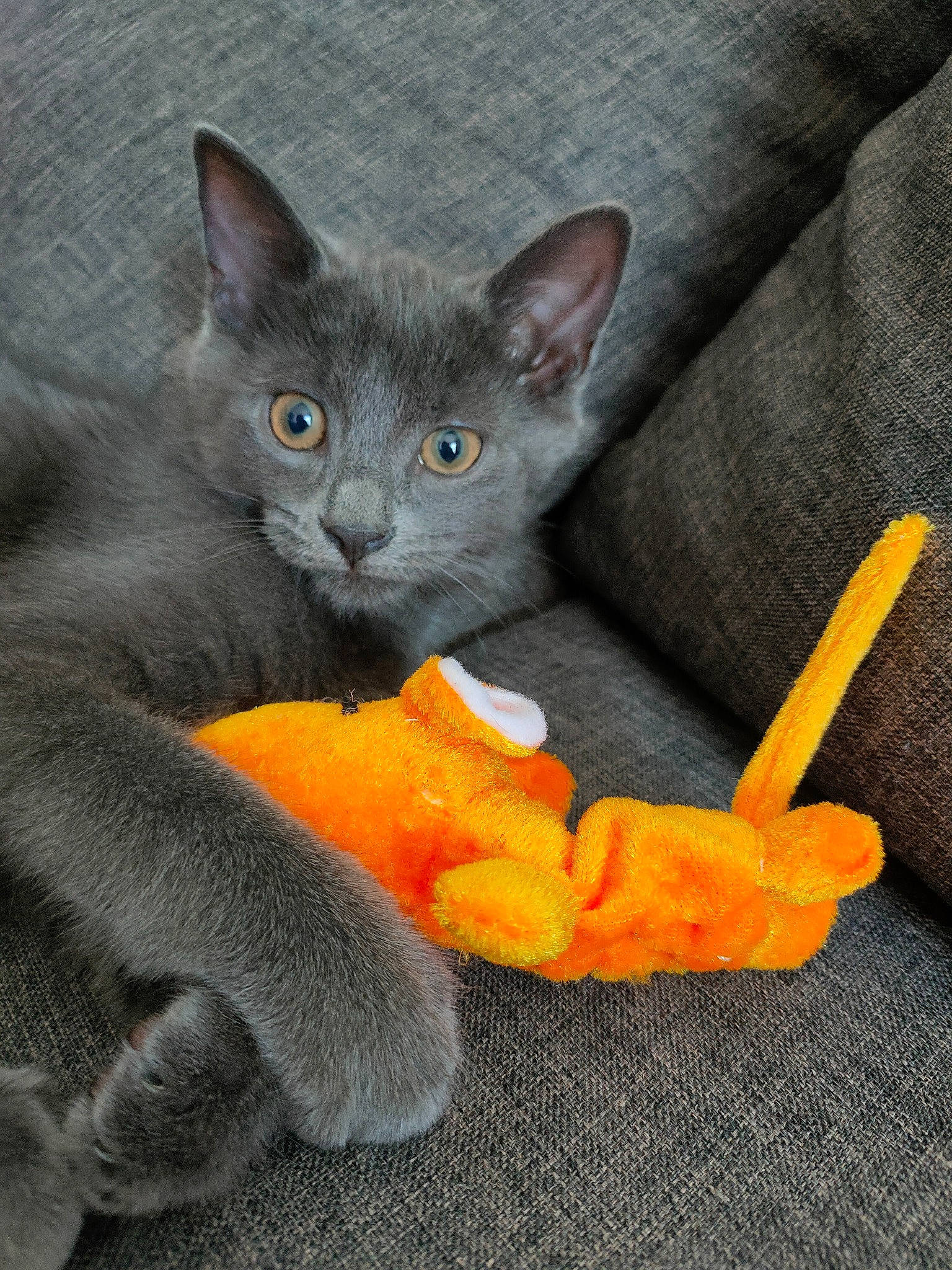 Gizmo a rejoint le concours — aidez-le/la à gagner de superbes lots ! art, calabaza, carnivore, cat, cat_toy, claw, comfort, domestic_short_haired_cat, felidae, grey, paw, plant, russian_blue, small_to_medium_sized_cats, stuffed_toy, tail, vegetable, vertebrate, whiskers, woolen