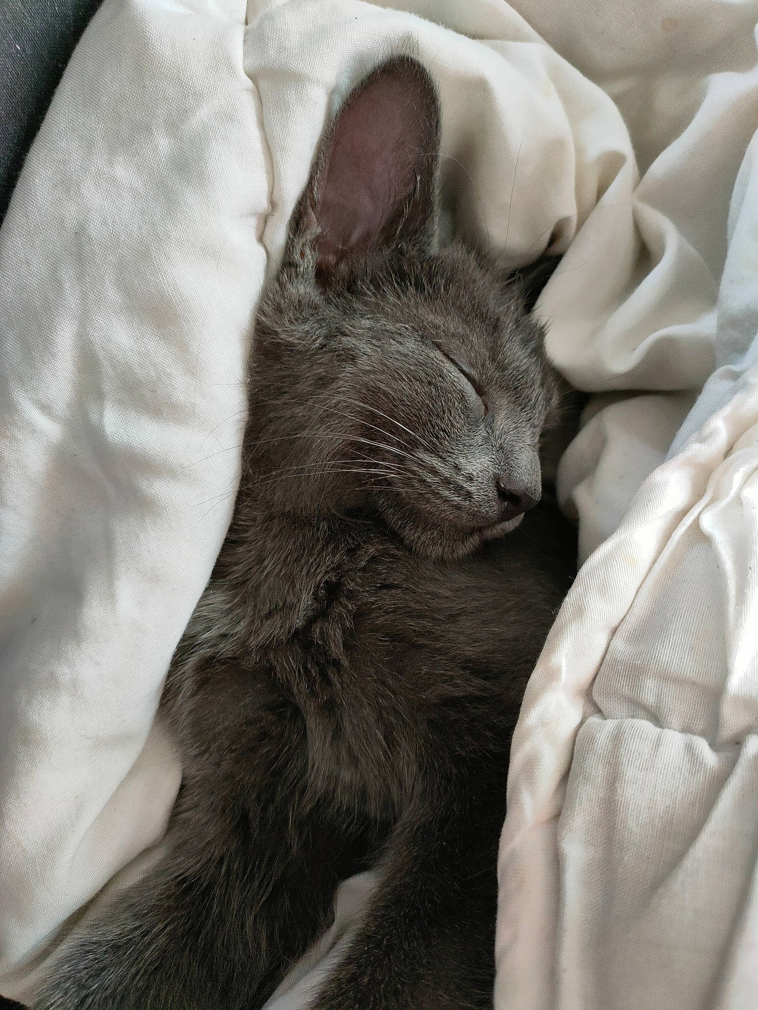 Gizmo a rejoint le concours — aidez-le/la à gagner de superbes lots ! carnivore, cat, claw, comfort, domestic_short_haired_cat, ear, felidae, fur, gesture, grey, linens, monochrome, monochrome_photography, nap, paw, small_to_medium_sized_cats, snout, textile, whiskers, wrinkle