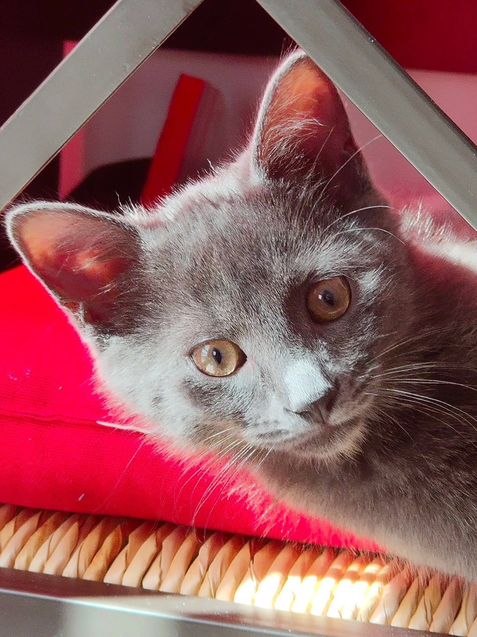 Gizmo a rejoint le concours — aidez-le/la à gagner de superbes lots ! animal_shelter, box, carnivore, cat, cat_bed, cat_furniture, cat_supply, chartreux, comfort, domestic_short_haired_cat, felidae, fur, paw, pet_supply, small_to_medium_sized_cats, snout, whiskers