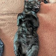 Kirito a rejoint le concours — aidez-le/la à gagner de superbes lots ! adorable, animal, black_cat, brown_couch, couch, cozy, cute, domestic_cat, feline, fur, indoor, kitten, nap, paw, pet, relaxed, resting, sleeping, tail, young_cat