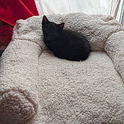 Kirito a rejoint le concours — aidez-le/la à gagner de superbes lots ! black_cat, kitten, pet_bed, fluffy, cream_color, curtain, red_curtain, window, natural_light, indoor, cozy, small_cat, feline, resting, soft_texture, animal, cute, domestic_cat, sleeping_spot, home