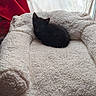 black_cat, kitten, pet_bed, fluffy, cream_color, curtain, red_curtain, window, natural_light, indoor, cozy, small_cat, feline, resting, soft_texture, animal, cute, domestic_cat, sleeping_spot, home