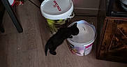 Kirito a rejoint le concours — aidez-le/la à gagner de superbes lots ! animal, black_cat, bucket, cat, container, corner, curious, cushion, domestic, floor, household, indoor, kitten, kitten_drinking, parrot_design, pet, pet_food, small_animal, wooden_floor, young