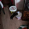 kitten, cat, black_cat, bucket, floor, indoor, pet_food, container, curious, small_animal, wooden_floor, cushion, parrot_design, corner, household, domestic, animal, young, pet, kitten_drinking