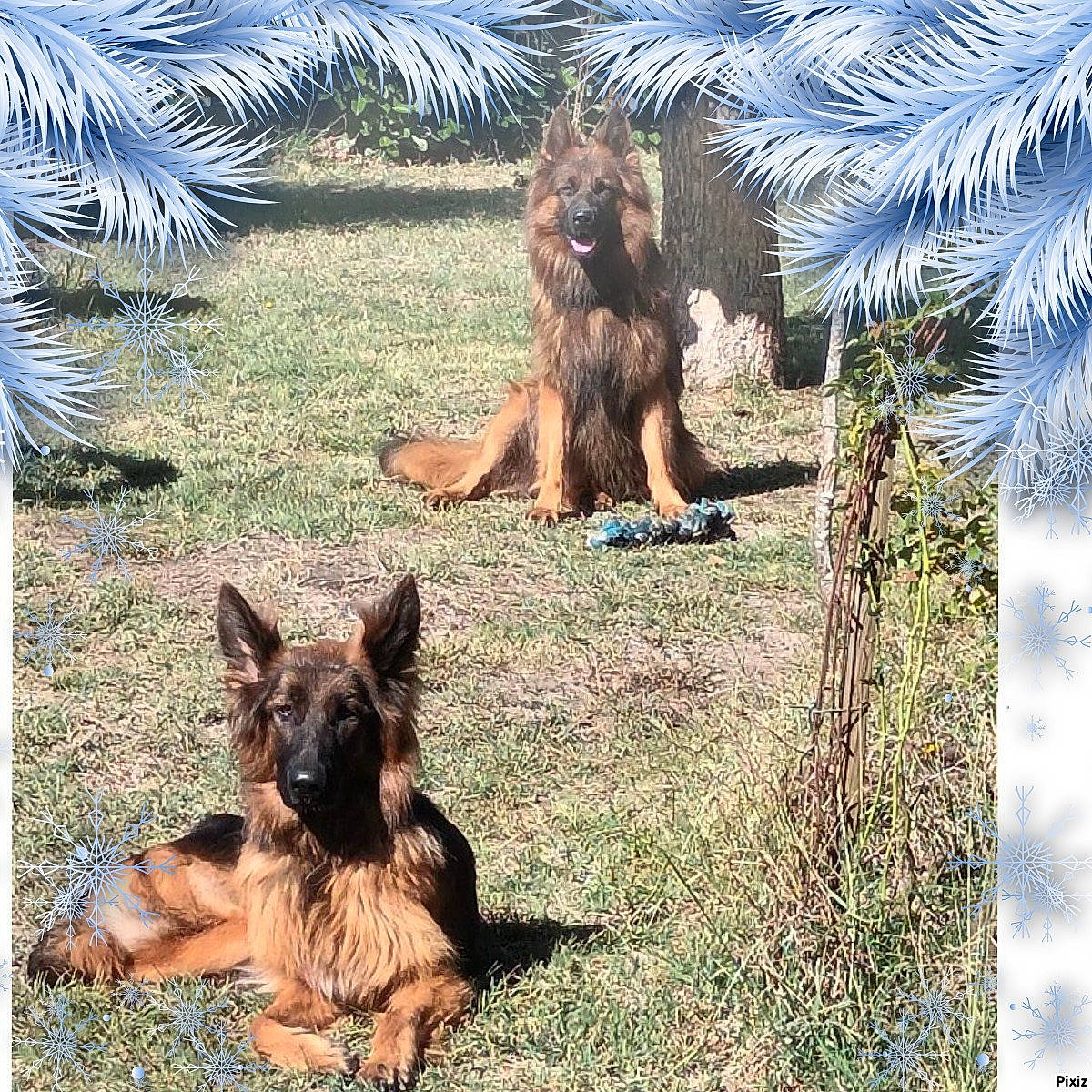 Simba a rejoint le concours — aidez-le/la à gagner de superbes lots ! arecales, carnivore, companion_dog, dog, dog_breed, fawn, german_shepherd_dog, grass, herding_dog, king_shepherd, mammal, old_german_shepherd_dog, palm_tree, plant, sporting_group, terrestrial_animal, terrestrial_plant, tree, vertebrate, watch