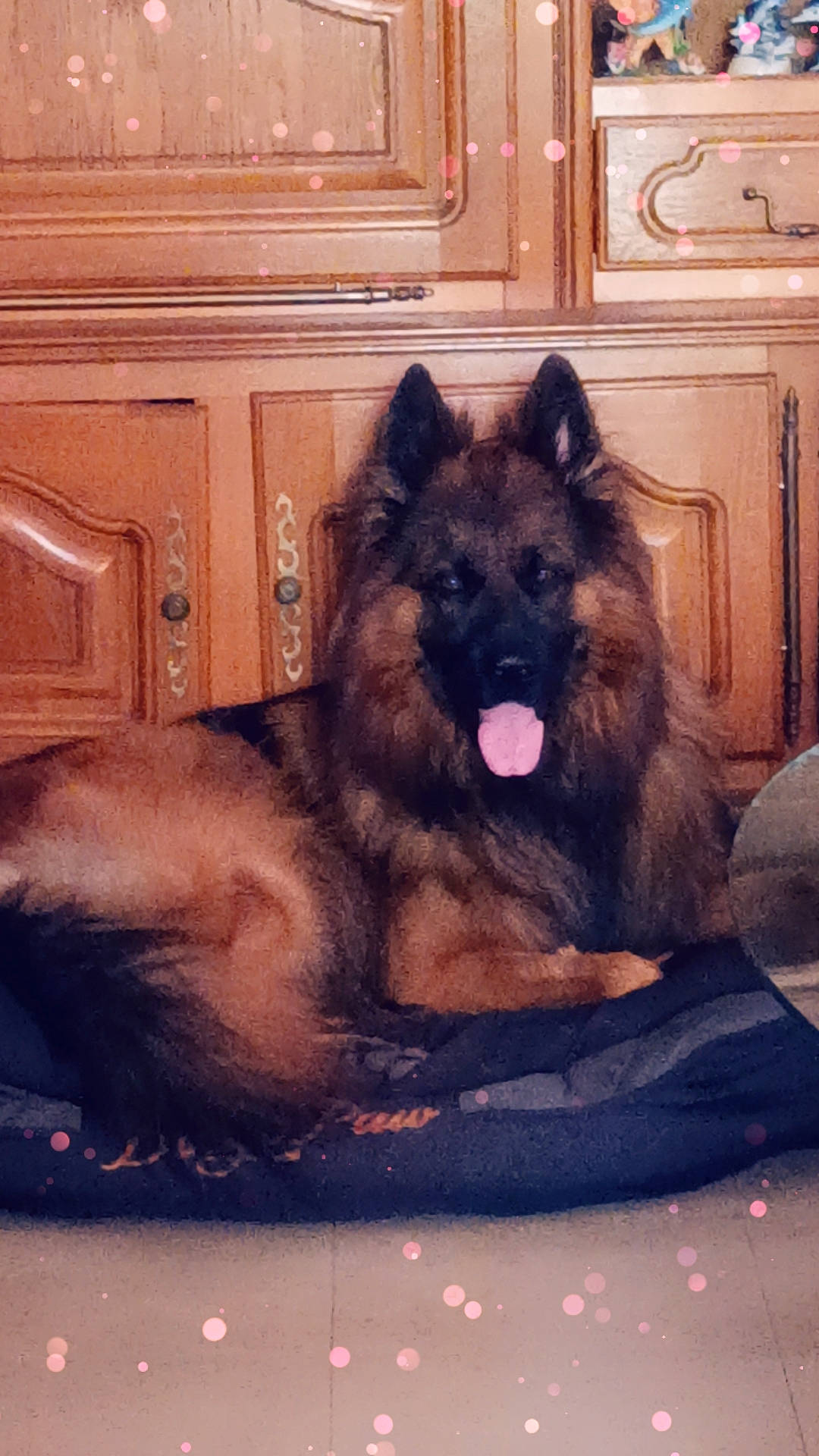 Simba a rejoint le concours — aidez-le/la à gagner de superbes lots ! cabinetry, canidae, carnivore, chest_of_drawers, companion_dog, dog, dog_breed, drawer, fawn, fur, german_shepherd_dog, hardwood, herding_dog, king_shepherd, old_german_shepherd_dog, snout, sporting_group, varnish, wood, wood_stain