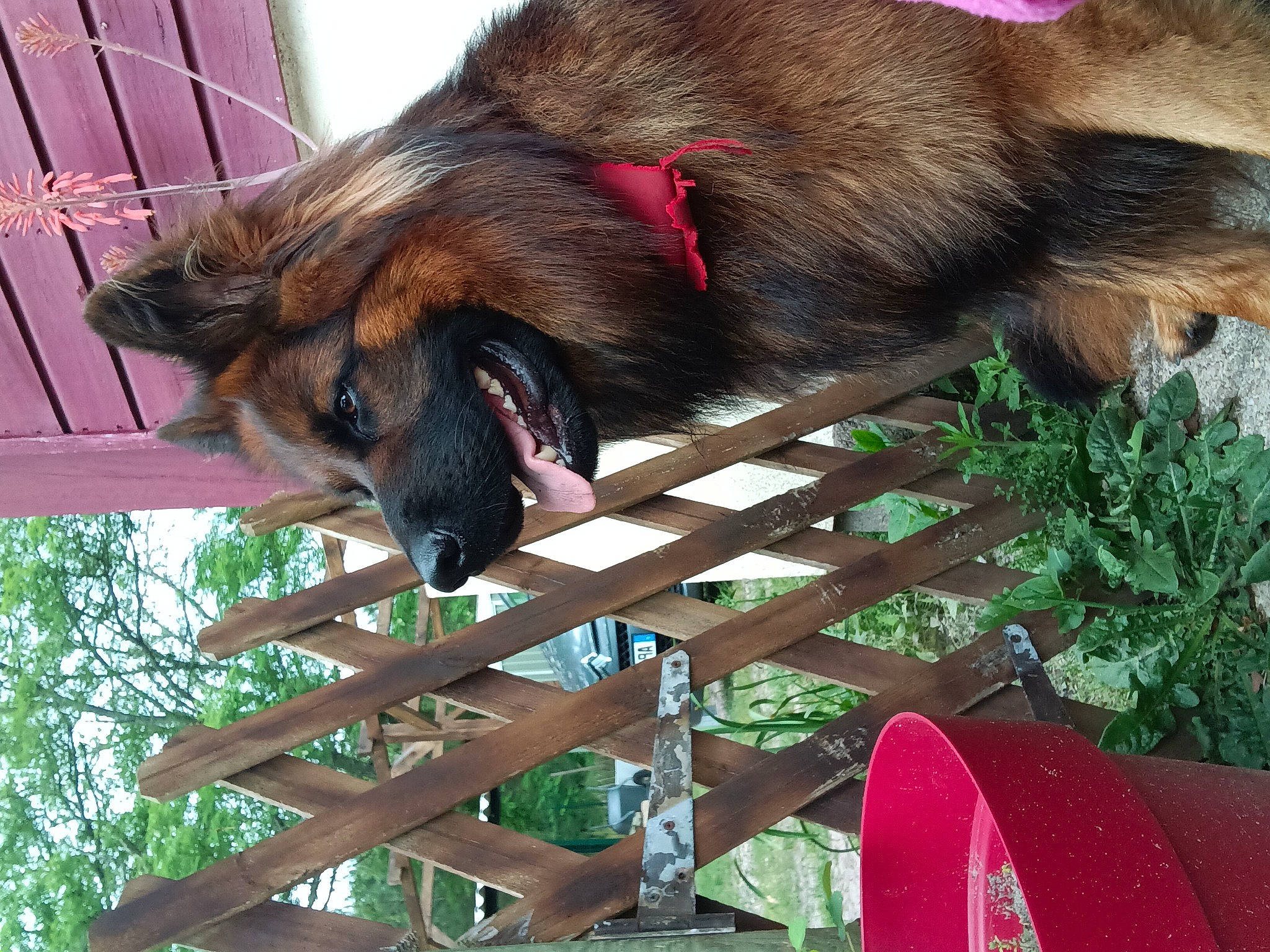 Simba a rejoint le concours — aidez-le/la à gagner de superbes lots ! canidae, carmine, carnivore, dog, dog_breed, fur, king_shepherd, liver, old_german_shepherd_dog, plant, snout, sporting_group, terrestrial_animal, tree, wood, working_dog