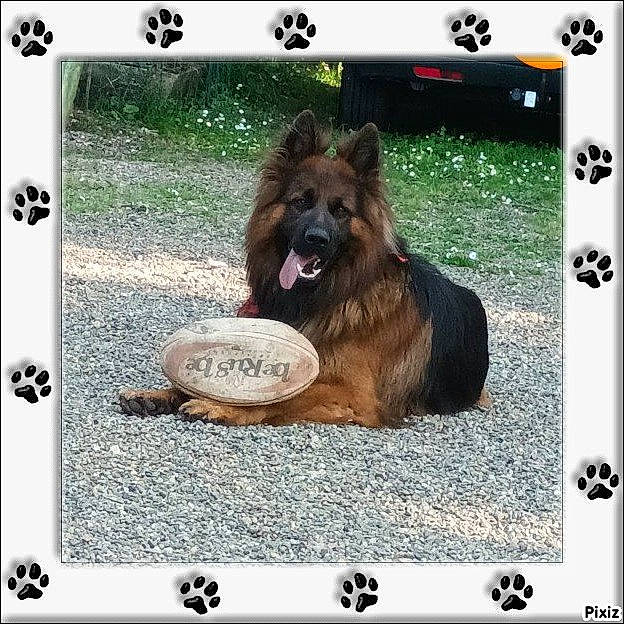 Simba participe au concours pour gagner de l'argent avec cette photo : canidae, carnivore, circle, companion_dog, dog, dog_breed, dog_supply, font, giant_dog_breed, herding_dog, king_shepherd, liver, old_german_shepherd_dog, photo_caption, rectangle, screenshot, snout, sporting_group, working_animal, working_dog