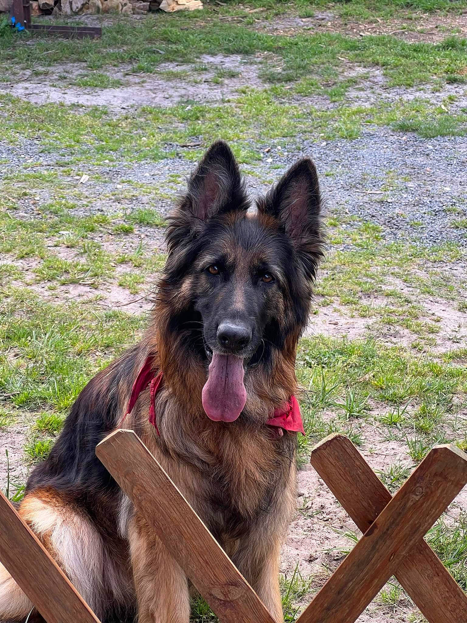 Mabrouscka a rejoint le concours — aidez-le/la à gagner de superbes lots ! canidae, carnivore, collar, companion_dog, dog, dog_breed, east_european_shepherd, fence, german_shepherd_dog, grass, herding_dog, king_shepherd, liver, old_german_shepherd_dog, plant, snout, sporting_group, wood, working_animal, working_dog