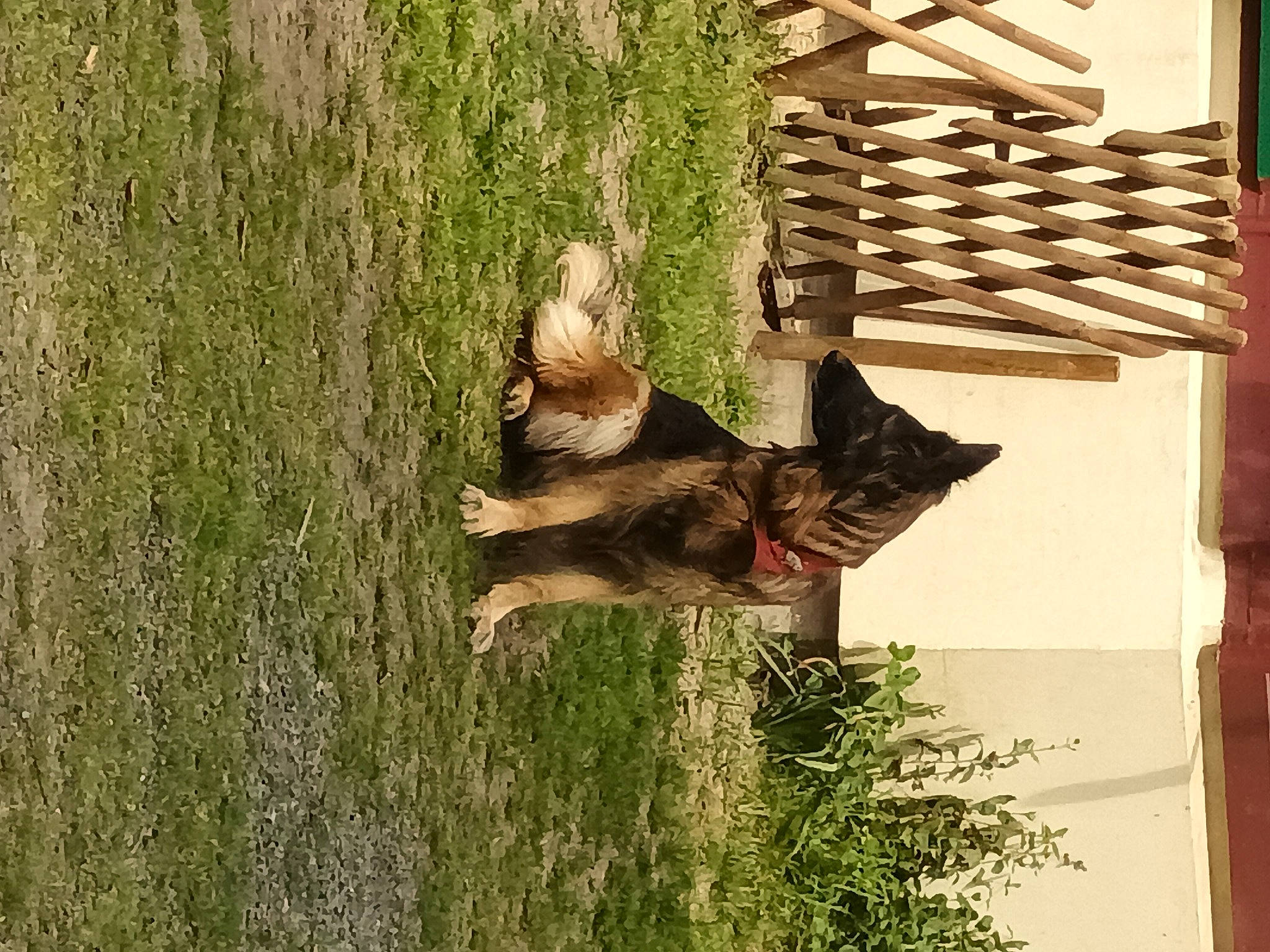 Mabrouscka participe au concours pour gagner de l'argent avec cette photo : canidae, carnivore, cat, dog, dog_breed, domestic_short_haired_cat, fawn, felidae, fur, grass, hardwood, plant, small_to_medium_sized_cats, sporting_group, tail, tints_and_shades, tree, trunk, window, wood