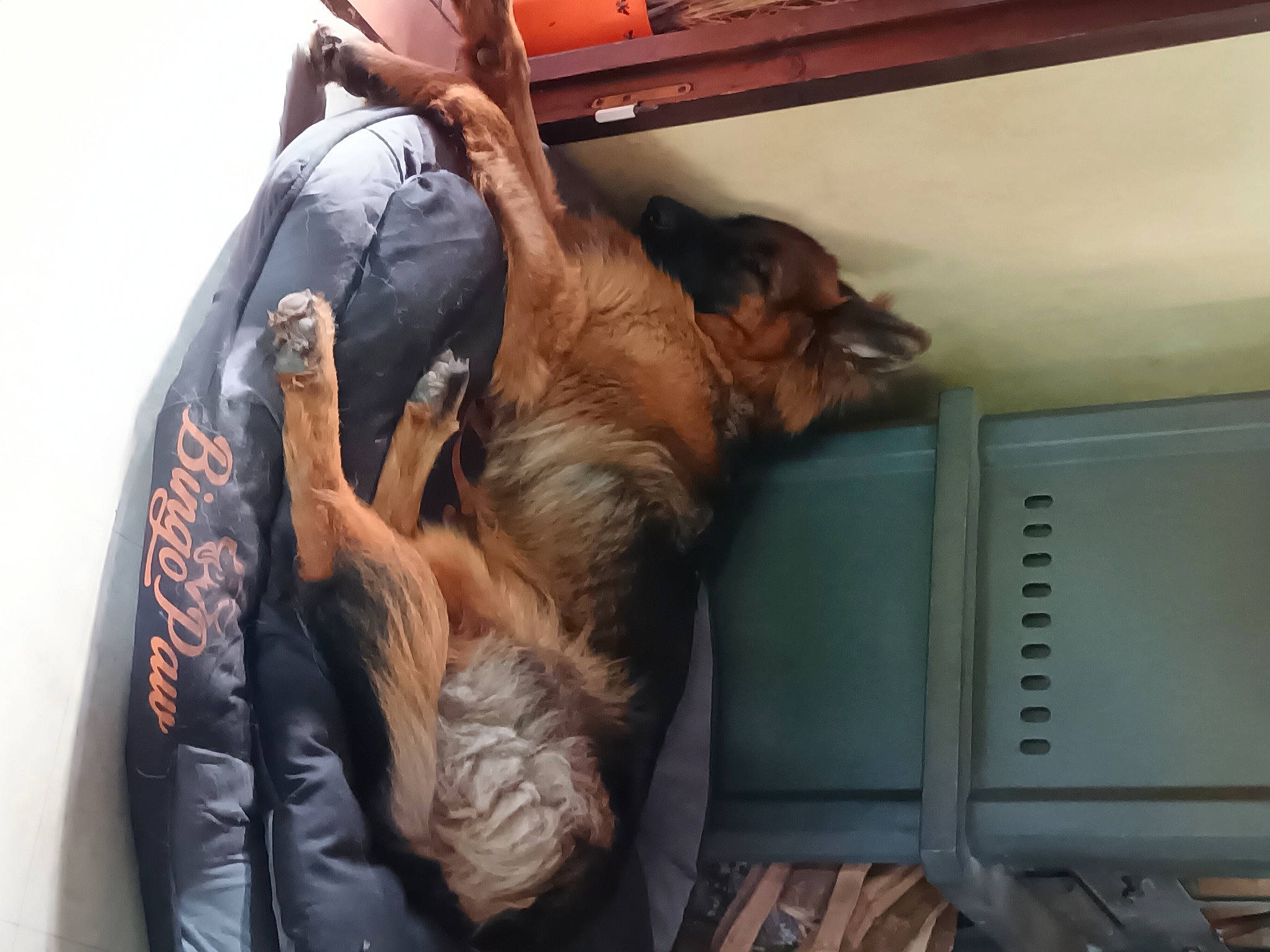 Thors participe au concours pour gagner de l'argent avec cette photo : canidae, carnivore, comfort, companion_dog, dog, dog_breed, fawn, felidae, fur, gesture, guard_dog, liver, nap, snout, sporting_group, wood, working_animal