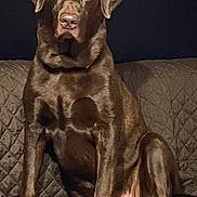 Bodi joined the competition — help win amazing prizes! dog, labrador_retriever, brown_dog, pet, sitting, couch, indoor, portrait, fur, ears, nose, paws, eyes, animal, canine, large_dog, brown_coat, collar, attentive, home