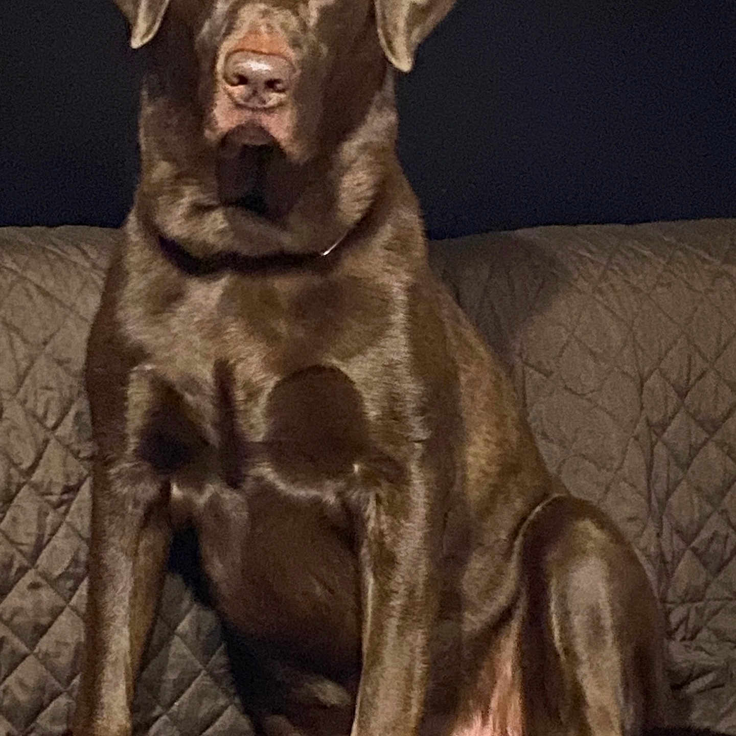 Bodi joined the competition — help win amazing prizes! animal, attentive, brown_coat, brown_dog, canine, collar, couch, dog, ears, eyes, fur, home, indoor, labrador_retriever, large_dog, nose, paws, pet, portrait, sitting
