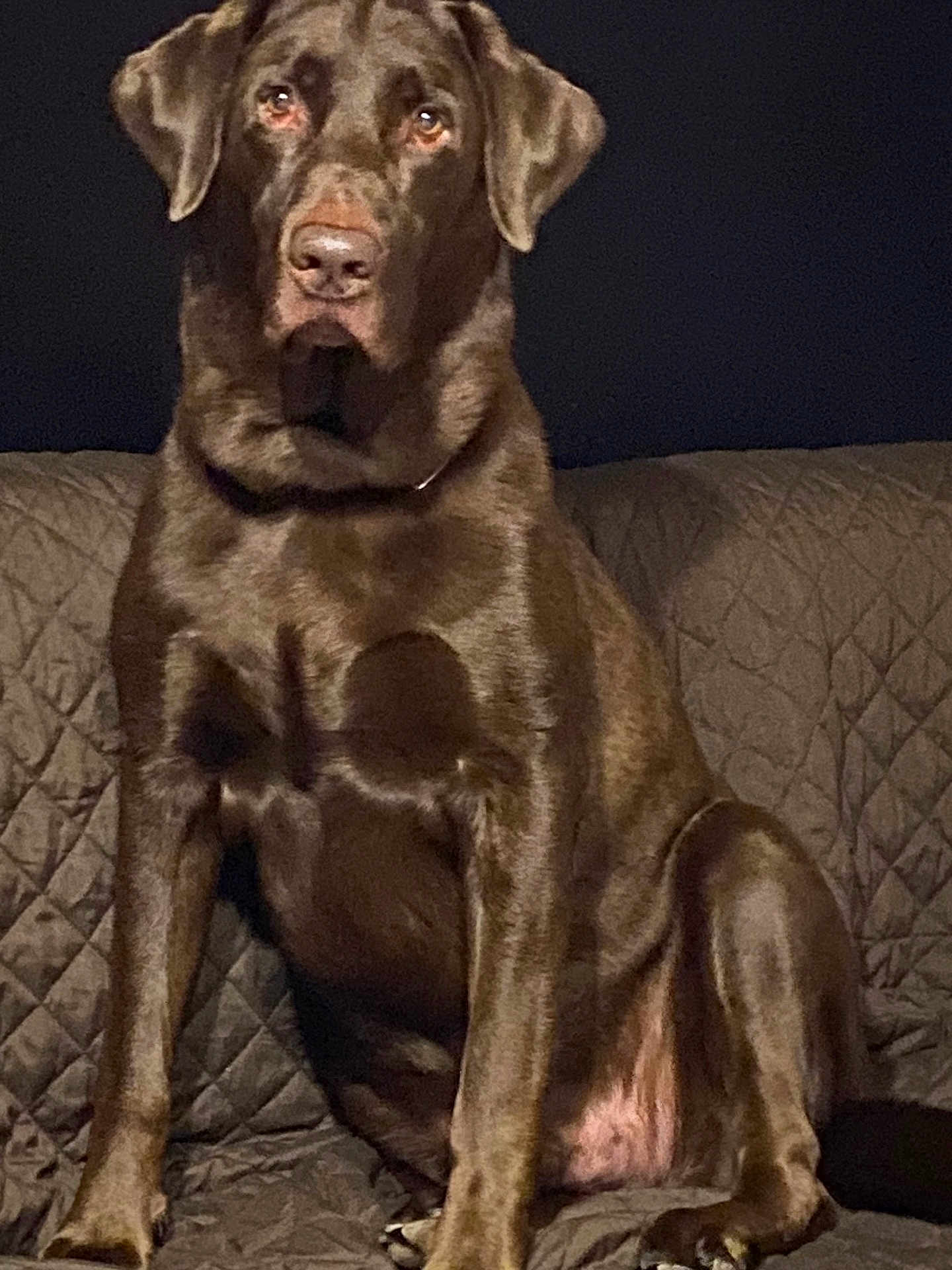 Bodi joined the competition — help win amazing prizes! dog, labrador_retriever, brown_dog, pet, sitting, couch, indoor, portrait, fur, ears, nose, paws, eyes, animal, canine, large_dog, brown_coat, collar, attentive, home
