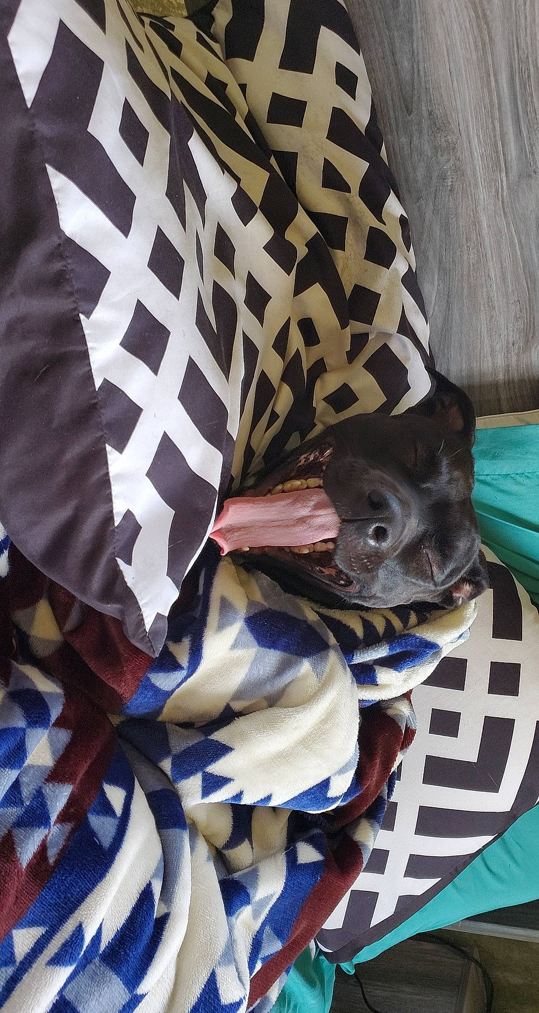 Oakley joined the competition — help win amazing prizes! canidae, carnivore, companion_dog, dog, dog_breed, dog_supply, liver, pattern, pet_supply, sporting_group, working_animal, working_dog