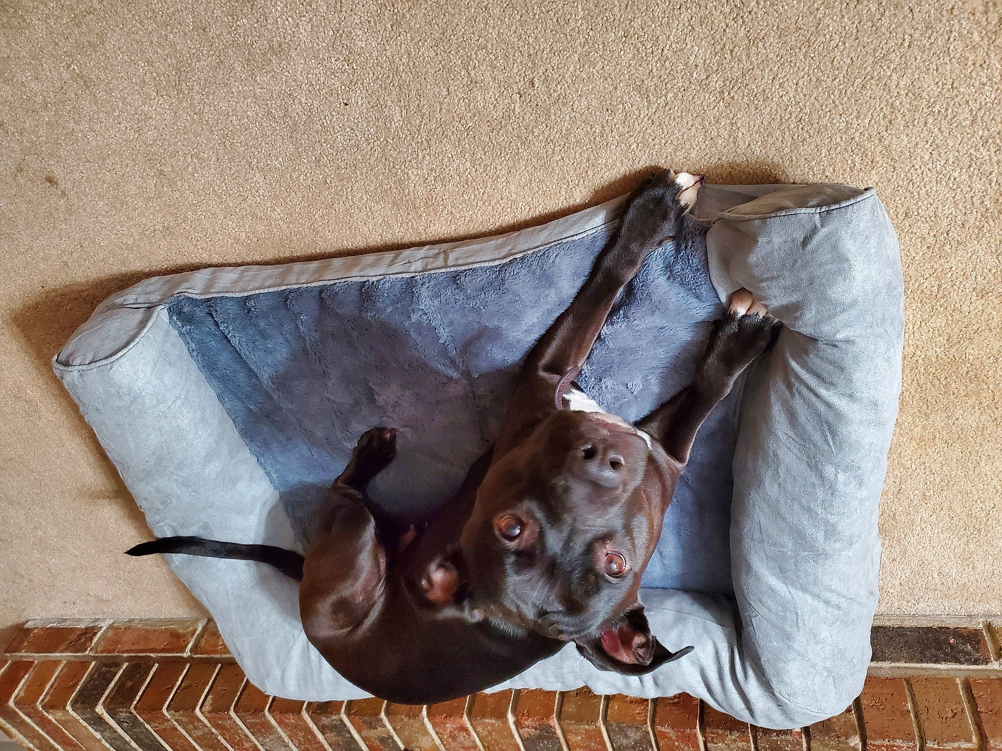 Oakley is registered to the contest to win money with this photo: beige, canidae, carnivore, collar, companion_dog, dog, dog_breed, fawn, hunting_dog, liver, pet_supply, snout, sporting_group, working_animal, working_dog