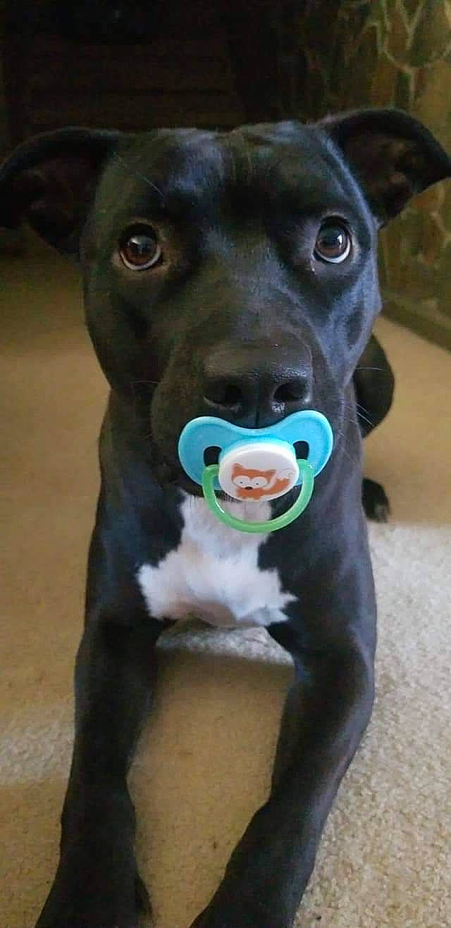 Oakley joined the competition — help win amazing prizes! brown, canidae, carnivore, collar, companion_dog, dog, dog_breed, dog_supply, fawn, jaw, mammal, neck, pet_supply, skin, snout, terrestrial_animal, vertebrate, whiskers, working_animal, yellow