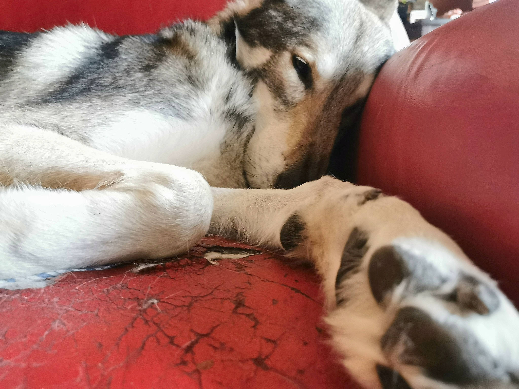 Maasaï participe au concours pour gagner de l'argent avec cette photo : canidae, carnivore, comfort, companion_dog, couch, dog, dog_breed, domestic_short_haired_cat, fawn, felidae, fur, nap, paw, small_to_medium_sized_cats, snout, sporting_group, tail, terrestrial_animal, whiskers, working_animal