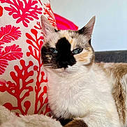 Petit Chat participe au concours pour gagner de l'argent avec cette photo : cat, calico_cat, blue_eyes, fur, pet, domestic_animal, couch, pillow, pattern, coral_pattern, indoor, closeup, resting, whiskers, ears, face, feline, animal, cozy, relaxed