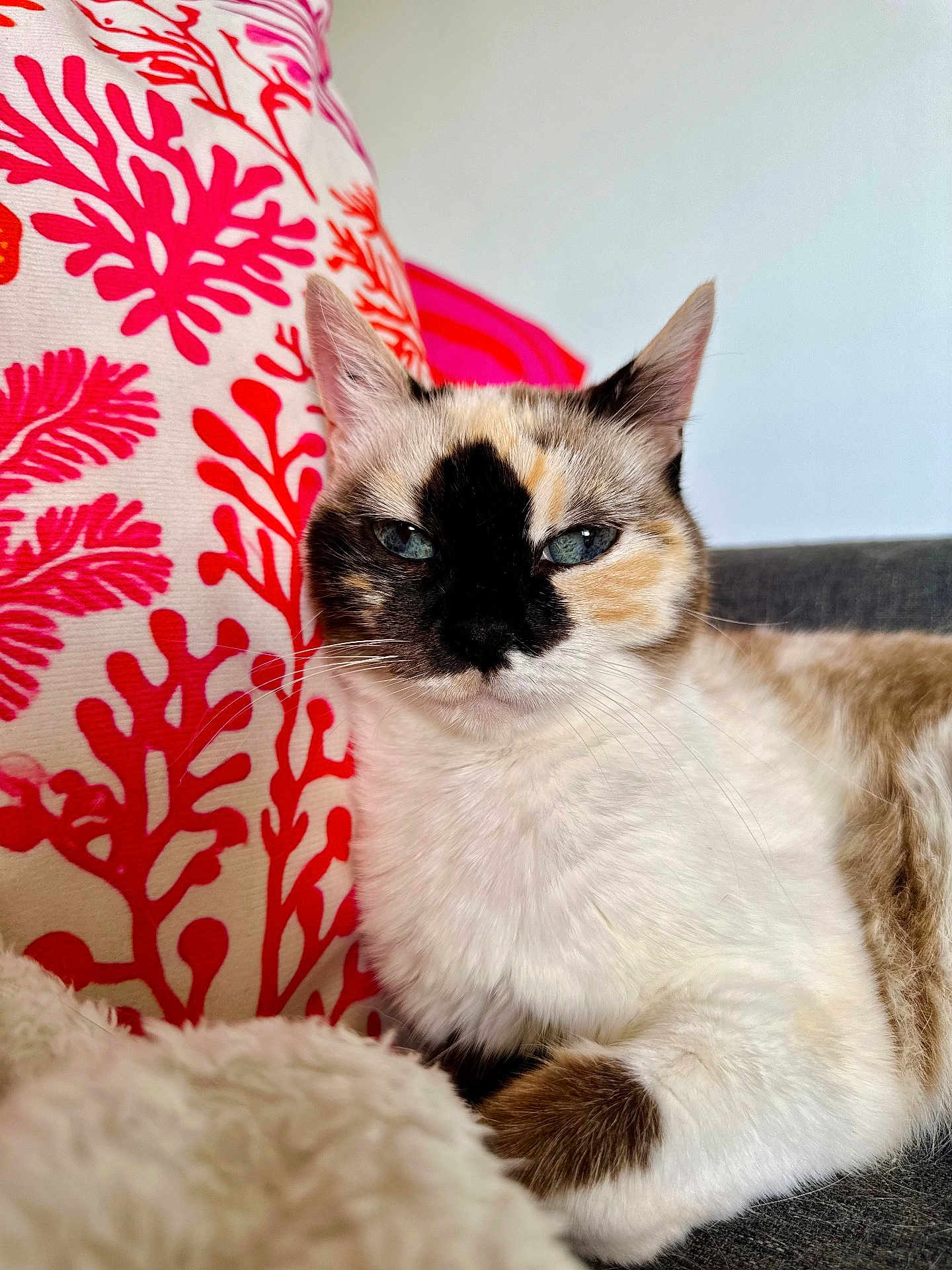 Petit Chat participe au concours pour gagner de l'argent avec cette photo : cat, calico_cat, blue_eyes, fur, pet, domestic_animal, couch, pillow, pattern, coral_pattern, indoor, closeup, resting, whiskers, ears, face, feline, animal, cozy, relaxed