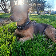 Bear joined the competition — help win amazing prizes! dog, grass, sunlight, outdoor, park, tree, collar, pet, animal, nature, daytime, canine, greenery, leaves, resting, house, calm, muzzle, ears, sunflare