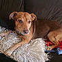 dog, brown_dog, couch, pillow, fluffy_pillow, pet, indoor, resting, relaxed, fur, animal, collar, looking_away, comfort, cozy, home, domestic_animal, canine, seated, quiet