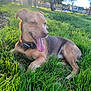 Bear is registered to the contest to win money with this photo: dog, grass, park, outdoor, tongue, sunlight, trees, pets, animal, canine, collar, nature, relaxing, summer, greenery, daylight, mammal, leisure, happy, resting