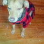 Bear is registered to the contest to win money with this photo: dog, pet, indoor, sweater, plaid, wooden_floor, stairs, brown_dog, canine, animal, domestic_animal, cute, wearing_clothes, standing, floor, collar, portrait, sparkles, red, black
