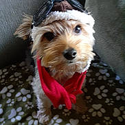 Axl joined the competition — help win amazing prizes! adorable, animal, aviator_hat, blanket, brown_fur, close_up, couch, cozy, cute, dog, furniture, hat, indoors, looking_up, paw_prints, pet, portrait, red_scarf, scarf, small_dog