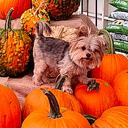 Ginger joined the competition — help win amazing prizes! dog, pumpkin, autumn, orange, burlap, pet, cute, small_dog, fall, decor, gourd, animal, outdoor, seasonal, fur, curious, head_tilt, holiday, harvest, nature