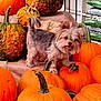 animal, autumn, burlap, curious, cute, decor, dog, fall, fur, gourd, harvest, head_tilt, holiday, nature, orange, outdoor, pet, pumpkin, seasonal, small_dog