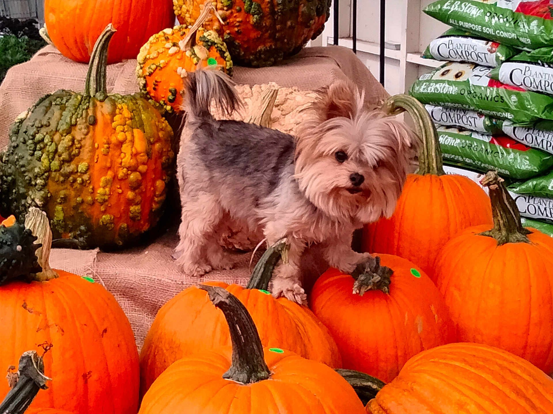 Ginger joined the competition — help win amazing prizes! dog, pumpkin, autumn, orange, burlap, pet, cute, small_dog, fall, decor, gourd, animal, outdoor, seasonal, fur, curious, head_tilt, holiday, harvest, nature
